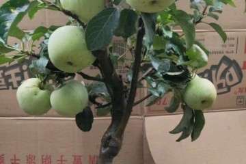 青州哪儿批发盆景的市场 图片