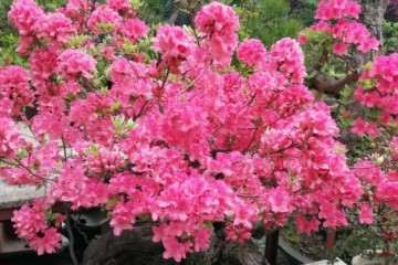 合肥哪里有盆景批发市场 可以吗 图片