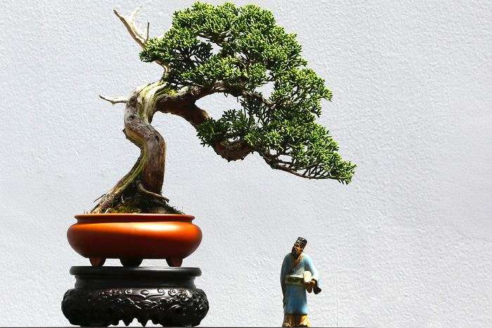 浙江金华什么地方有盆景批发市场