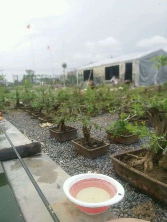 石榴树下山桩 上盆第一年 可以吗 图片