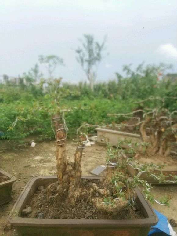 石榴树下山桩 上盆第一年 可以吗 图片