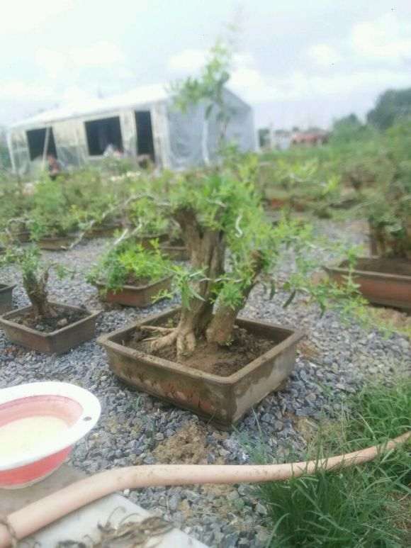 石榴树下山桩 上盆第一年 可以吗 图片