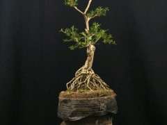 山东高提根六月雪盆景批发零售 图片