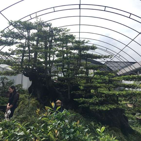 温江盆景批发市场 金弹子盆景 200万