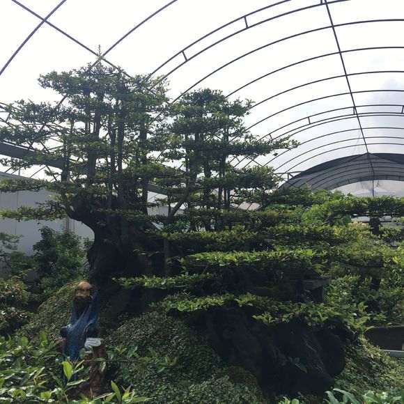 温江盆景批发市场 金弹子盆景 200万