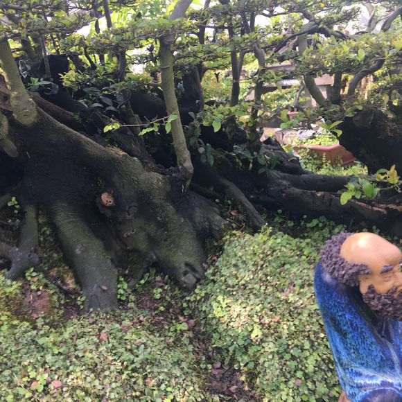 温江盆景批发市场 金弹子盆景 200万