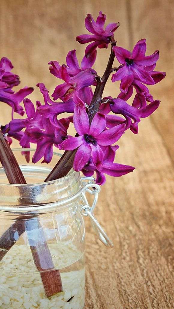 东平哪里有花卉盆景批发市场