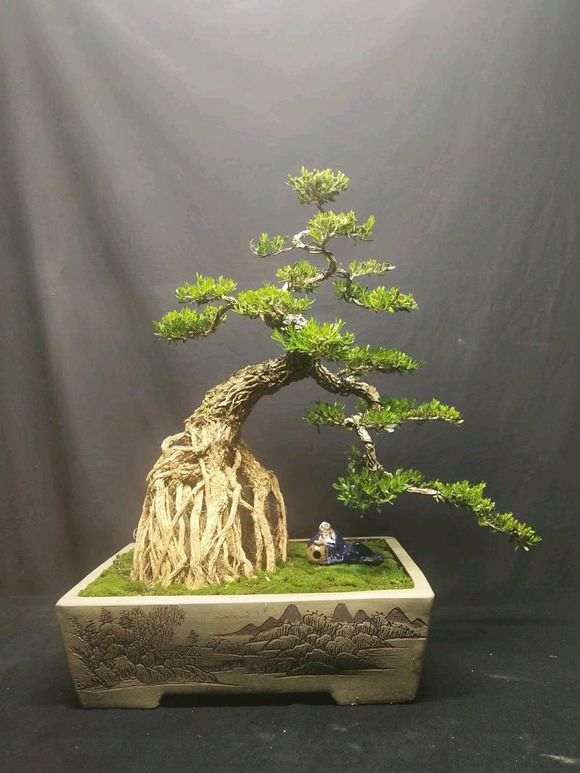 江苏盆景批发 最大的市场在哪里图片