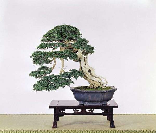 江苏盆景批发 最大的市场在哪里图片