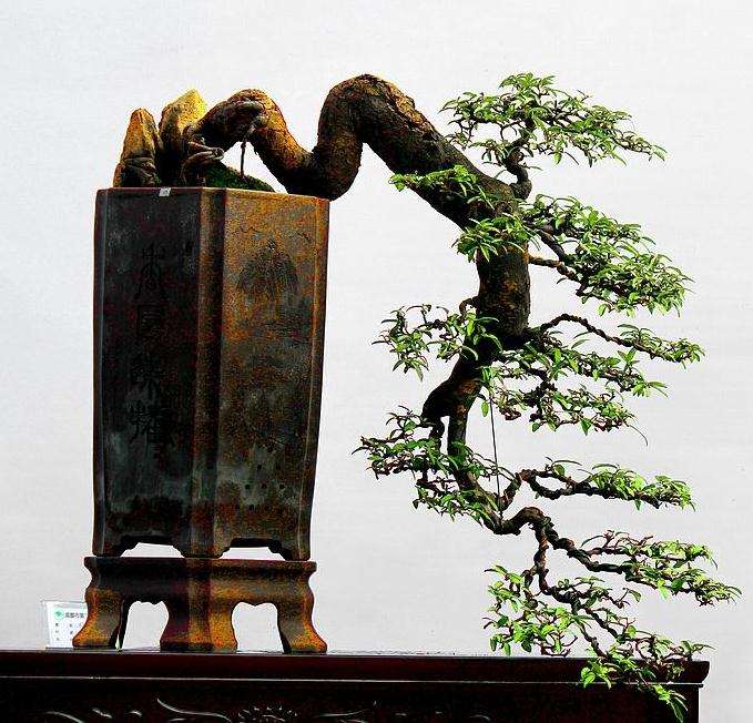 临沂盆景批发市场在什么地方 图片