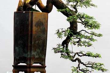 临沂盆景批发市场在什么地方 图片