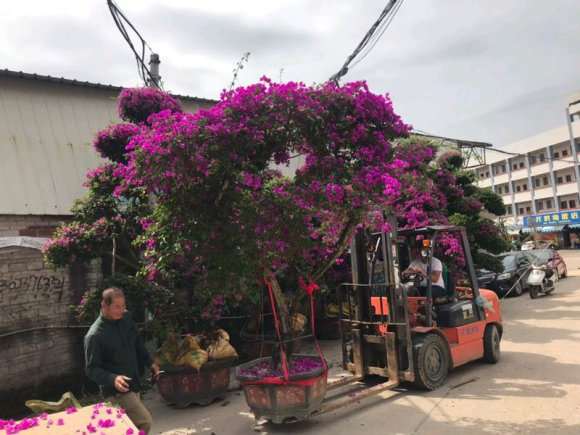 三角梅盆景批发出货 几千几万都有 图片