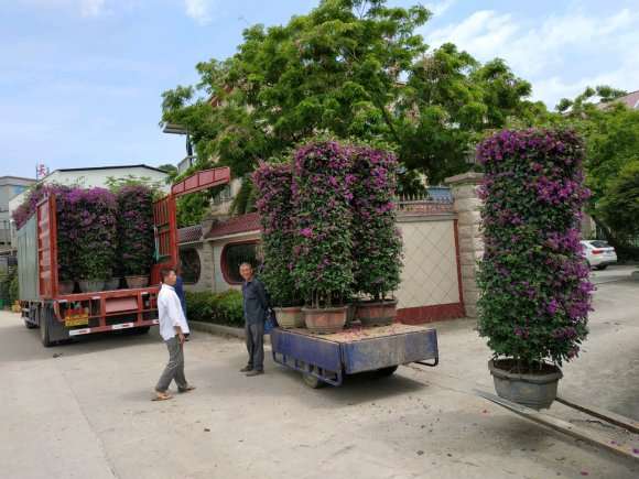 三角梅盆景批发出货 几千几万都有 图片