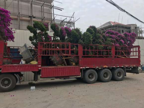 三角梅盆景批发出货 几千几万都有 图片