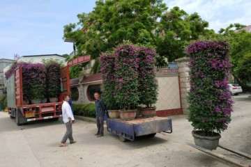 三角梅盆景批发出货 几千几万都有 图片