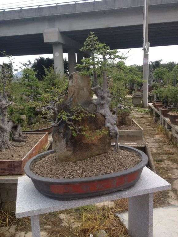 福建榆树盆景批发 需要和我联系 图片