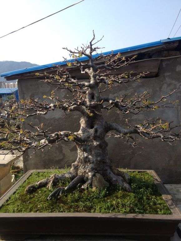 福建榆树盆景批发 需要和我联系 图片