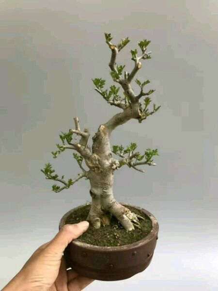 他创作掌上月季 传播郑州盆景之美