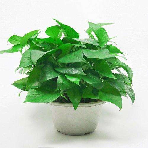 为什么绿萝盆景黄叶子蔫了 怎么办 图片