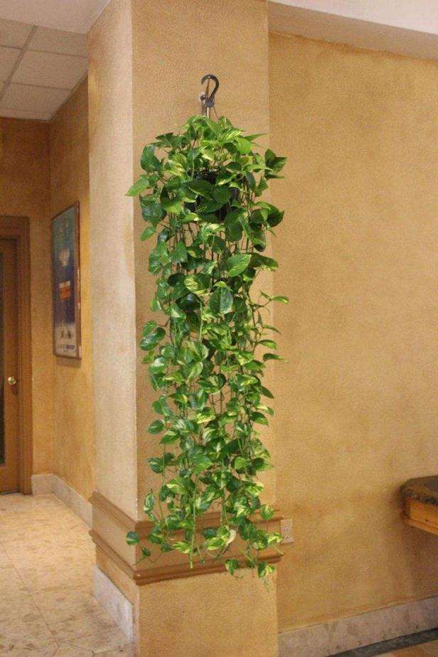 中国哪有室内盆景专业批发市场