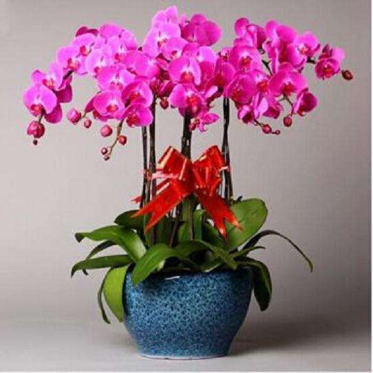 为什么秋季是给盆栽兰花换盆换土的好时节