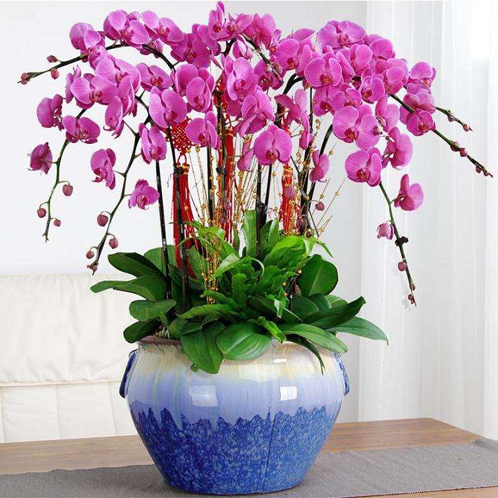 为什么秋季是给盆栽兰花换盆换土的好时节