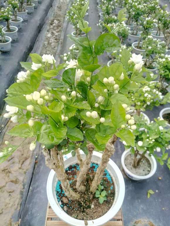 茉莉花老桩盆景 大量批发 图片