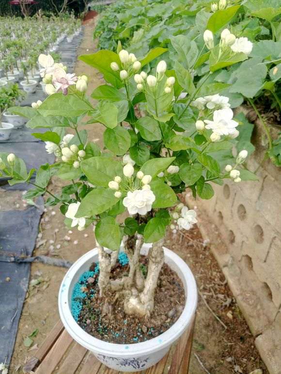 茉莉花老桩盆景 大量批发 图片