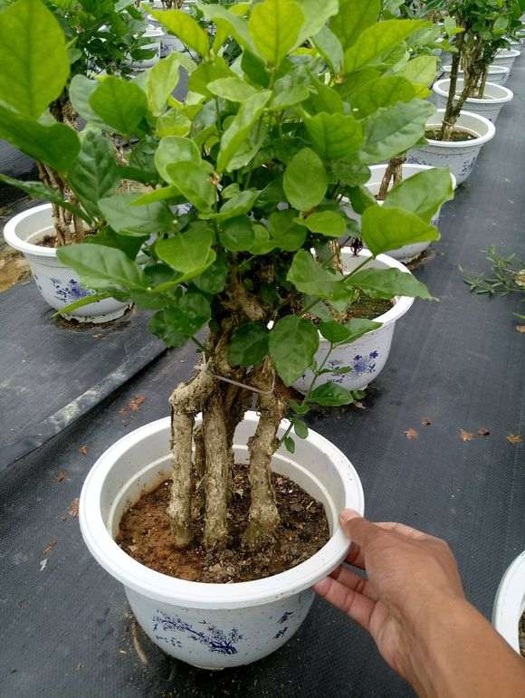 茉莉花老桩盆景 大量批发 图片