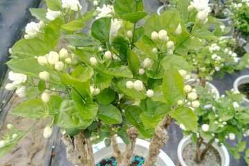 茉莉花老桩盆景 大量批发 图片