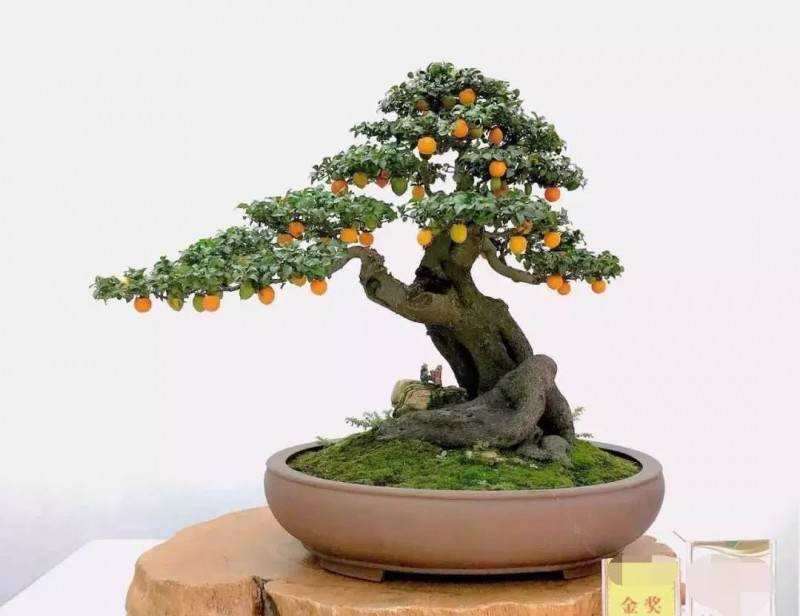 成都哪里有金弹子盆景批发市场 图片