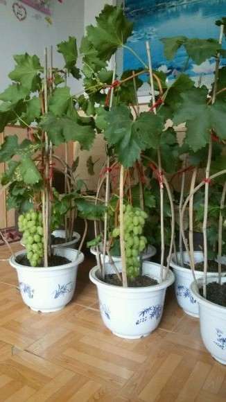盆景葡萄批发 35包邮 贵吗 图片