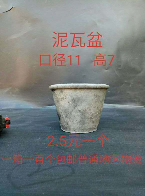 盆景小泥盆批发 一箱100个  图片