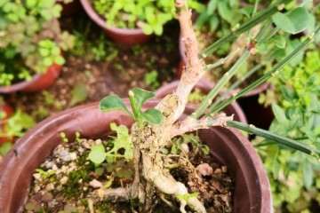 鄢陵批发花卉盆景市场在哪里 图片