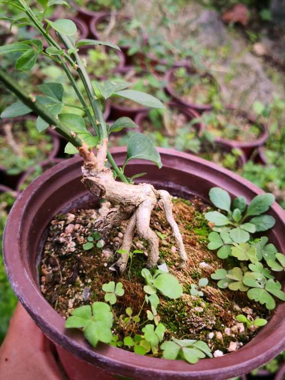 迎春小老桩盆景批发 100棵起 8元 图片
