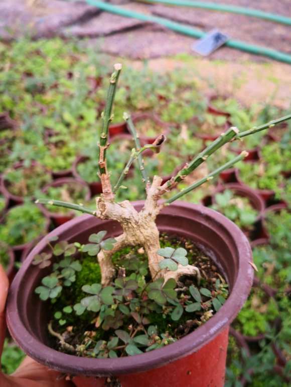 迎春小老桩盆景批发 100棵起 8元 图片