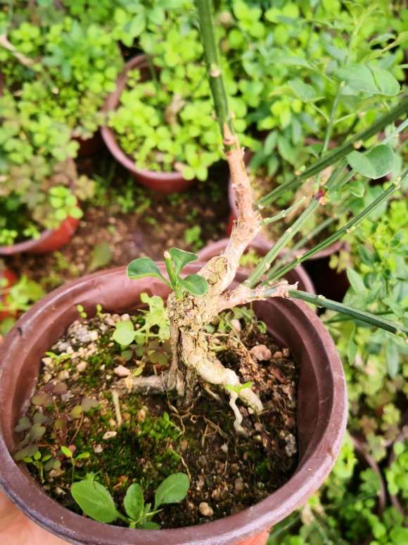 迎春小老桩盆景批发 100棵起 8元 图片