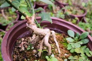 迎春小老桩盆景批发 100棵起 8元 图片