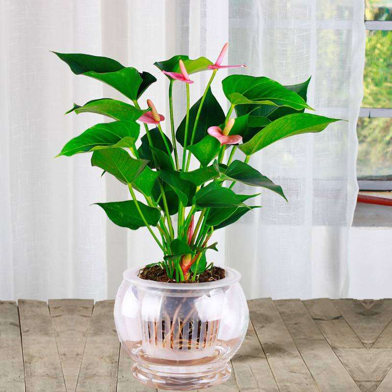 开个绿植盆景店 从哪里进货 最好 图片