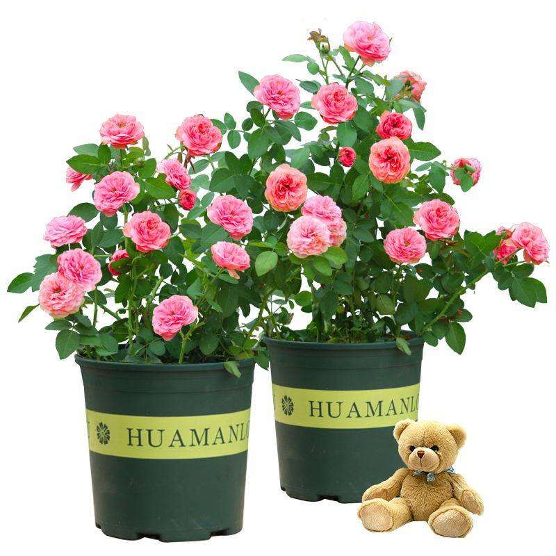 哈尔滨哪里批发盆景花卉便宜 图片