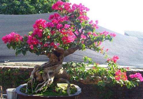 哈尔滨哪里批发盆景花卉便宜 图片