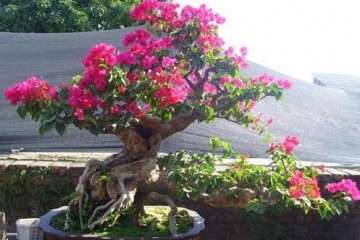 哈尔滨哪里批发盆景花卉便宜 图片