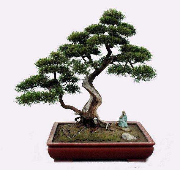 费县哪里是批发盆景的市场 怎么走