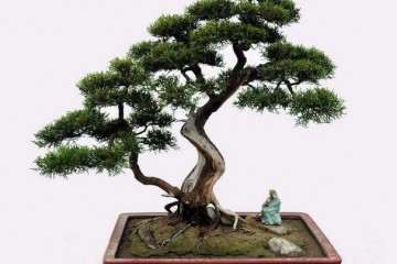 费县哪里是批发盆景的市场 怎么走