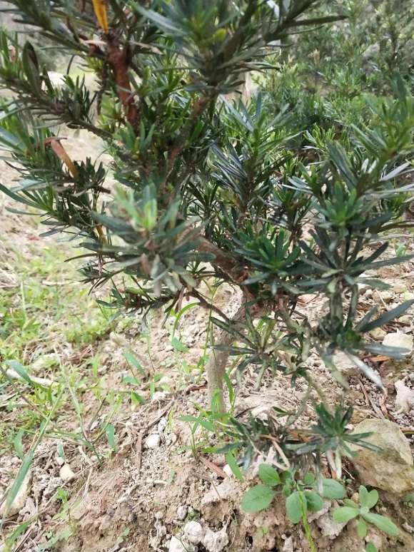 批发雀舌罗汉松盆景打弯苗 图片