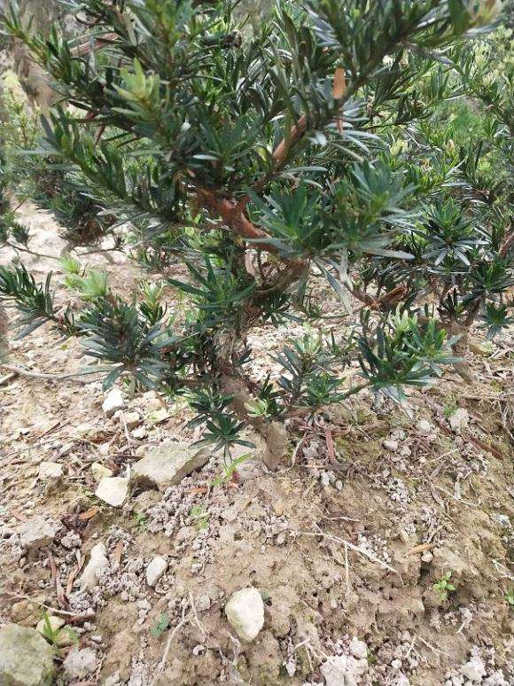 批发雀舌罗汉松盆景打弯苗 图片