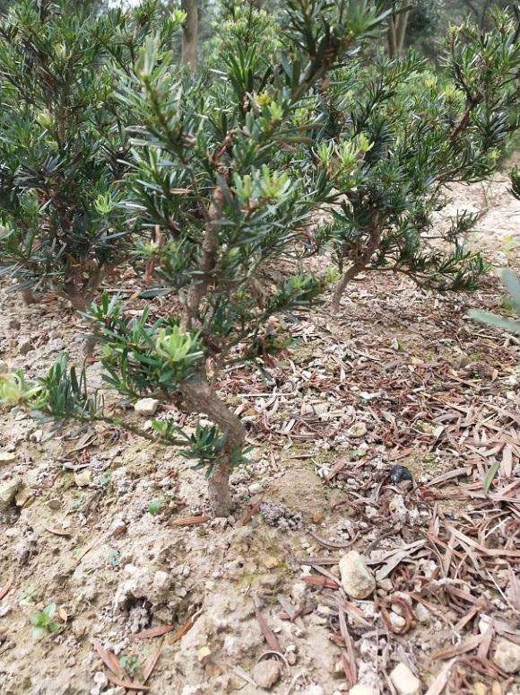 批发雀舌罗汉松盆景打弯苗 图片