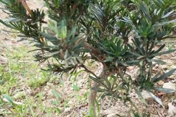 批发雀舌罗汉松盆景打弯苗 图片