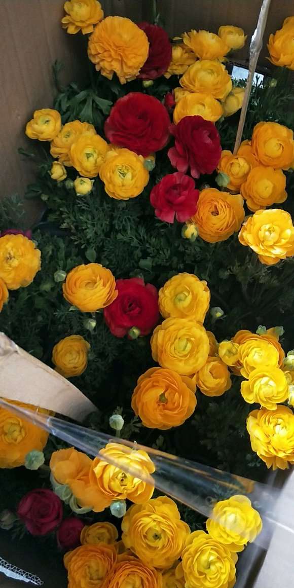 洛阳哪里有盆栽花卉批发市场 图片