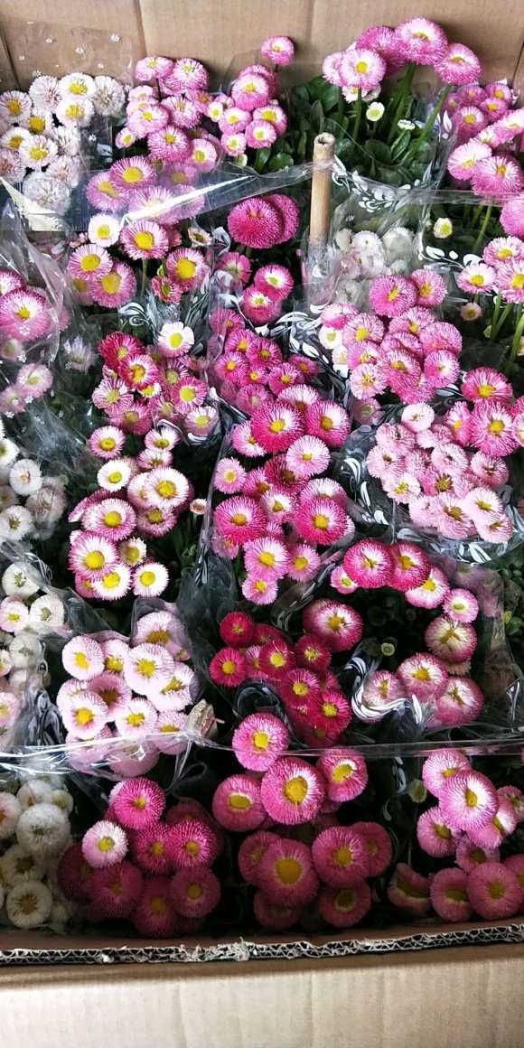 洛阳哪里有盆栽花卉批发市场 图片